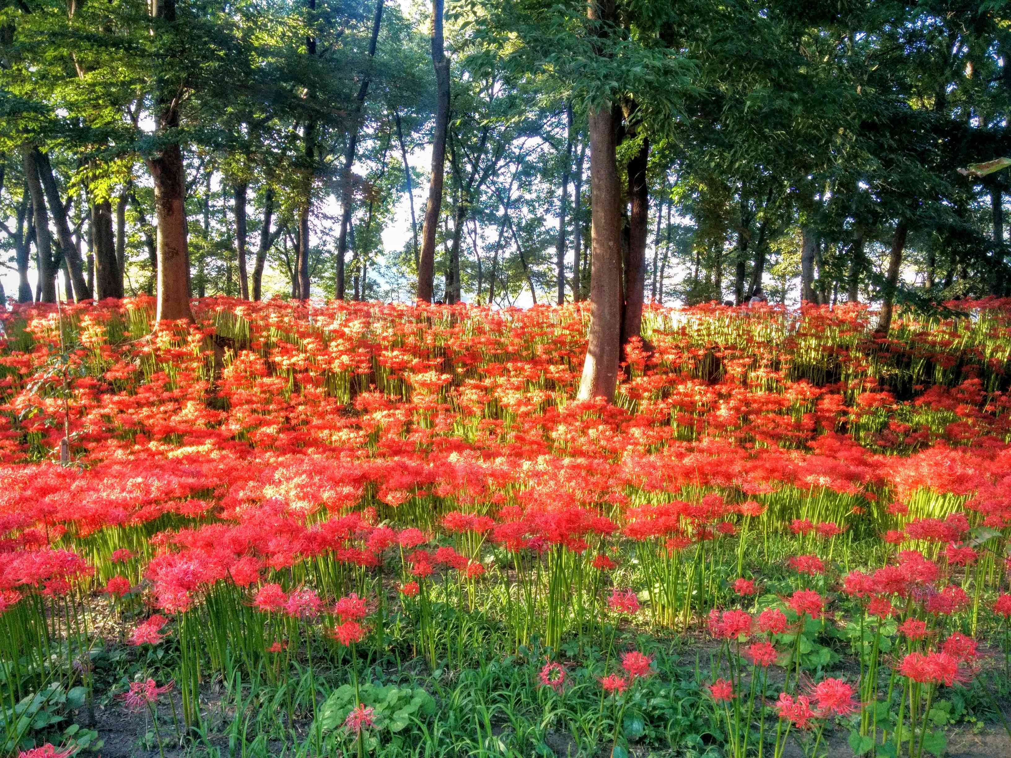 ⛩️ 아다치가하라 고향 마을(아다치가하라 후루사토무라) 이미지 7